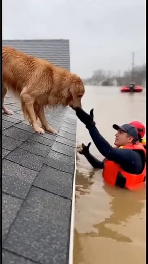 Rescue Team Saves Golden Retriever from Flooded Roof 🐶🚨