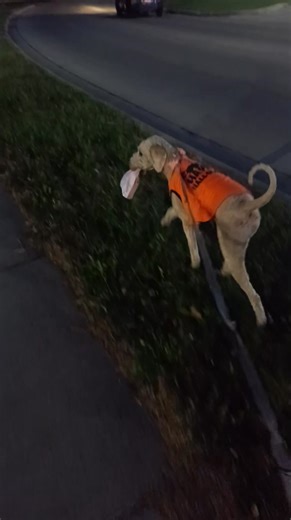 Took her to North point trunk a treat .. she was more interested in going in to running, s and carry my bag home . I figured she would mull around for a bit .. but no didn't really want anything to do with it o well that is a doodle for ya .. | James Morris