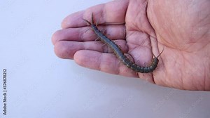 centipede on the hand close up of centipede closeup giant centipede super macro centipede. insect, insects, bug, bugs, animal, animals, wildlife, woods, forest, wild nature, garden Stock Video