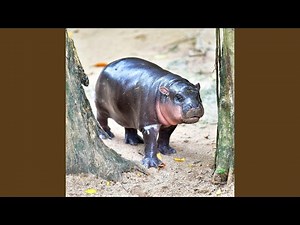 Tonight Is Christmas