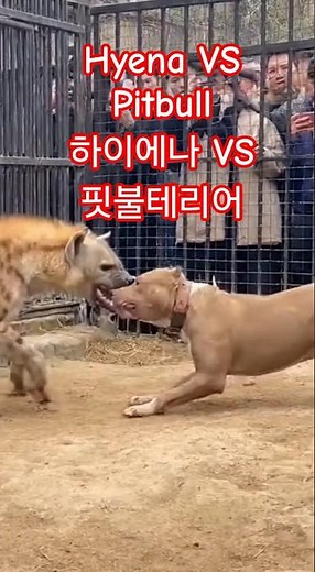 자연계 치악력 강자들끼리 대결!hyena vs pitbull terrier,하이에나 핏불테리어,하이에나vs핏불,hyena pitbull terrier,하이에나 핏불