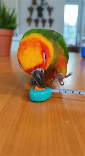 2.1K views · 28 reactions | #ViralReels #TrendingNow #ExplorePage #MustWatch #ViralContent #TopReels #ForYou #ReelsTrend #FunnyMoments #InstantViral #ComedyVibes #LaughReels #EpicReels #UltimateComedy #BoostYourDay #ReelsEntertainment #FunAndVibes #NonStopLaughs #GlobalTrends #HitReels | Parrot Comedy Zone | Facebook