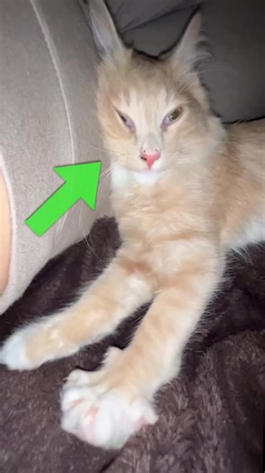 Por qué los gatos te amasan: razón y significado