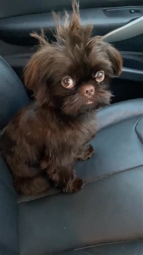 41K views · 1.4K reactions | Pep talk…..a true king of the jungle doesn’t need to show there power #shihtzusoftiktok #branstonpickle #peptalk #peptalktoyourdog #peptalkmotivation #onlyonebranstonandpickle #branstonwehavearrived #~ #imperialshihtzu | Branston Pickle&Gizmo | Facebook