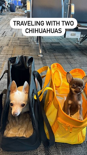 Serena Stadler | My first time traveling with two dogs and man it’s a lot more work than I thought it would be!😅 #dogtravel #flyingwithdogs #dogmom... | Instagram