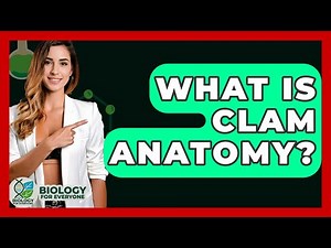 What Is Clam Anatomy? - Biology For Everyone