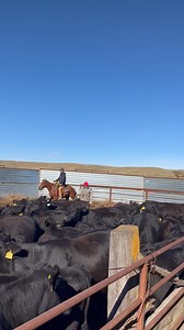 Jesse Dale and Larry Jung. Helping sort cows off. | Kristi Alley