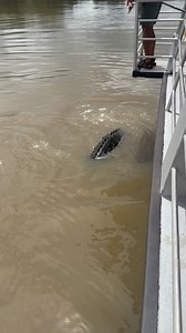 22K views · 5.6K reactions | Stumpy giving young Leo a solid warning right next to the boat. Stumpy had hold of him for a few seconds, but either he let go or Leo broke free.. the latter seems much more likely.  Saltwater Crocodile Northern Territory Australia | Wildman Adventures | Facebook
