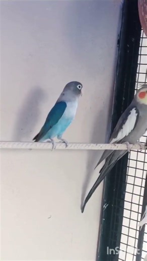 nice birds cocktail sound #youtubeshorts#cute birds#cocktail and African birds