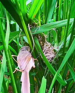 So beautiful Birds feeding cute babies | Amazing World