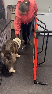 #trickclass #tricktraining #balanceddogtrainer #fourpawsforwarddogtraining #happydoghappylife #dogtraining | Four Paws Forward Dog Training