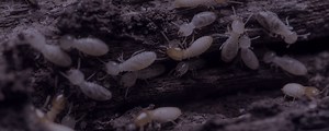 Termite Inspections & Treatment | Extermination & Protection in Adelaide