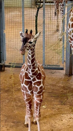 This Little Giraffe Is Living Its Best Life #babygiraffe #wildlifemoments #giraffelife