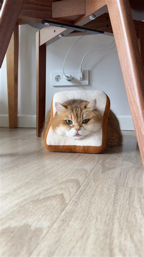 You can help me by donating for treatment using the link: https://boosty.to/hosico/donate ❤️