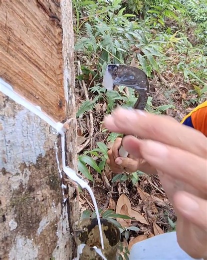 uninterrupted flow of rubber sap | Garden rubber tree