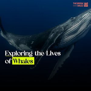 32K views · 238 reactions | Whales, despite their immense size and aquatic lifestyle, are fascinating mammals. Ranging from the colossal blue whale, the largest animal ever recorded, to the acrobatic humpback whale, they breach air and sing complex songs. These warm-blooded creatures breathe air, nurse their young, and possess a thick layer of blubber for warmth, all while navigating vast oceans with incredible grace and social complexity. | The Brain Maze | Facebook