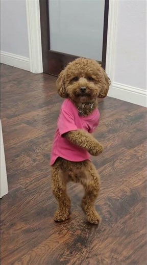 Coolest DOG EVER dancing!! #dancingdogs #dogshorts