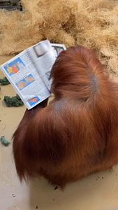 18K views · 787 reactions | When you flip through the magazine just to see the pictures 獵 Jahe isn’t shopping, she’s curating a lifestyle, ok? Our orangutans love to play and engage with enrichment like magazines behind the scenes!  Keeper Audrey #memphiszoo #orangutan #funnyanimals #animals #shopping #reels #behindthescenes | Memphis Zoo | Facebook