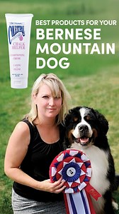 A few products used when grooming a Bernese Mountain Dogs for a show include… 🖤 Volumizjng spray like Bottoms Up and plain water in a spray bottle 🤎 Shine spray like Shine for Sure 🤍 Chalk and chalk helper like Colestral Stay tuned for more about Bernese Mountain Dogs grooming and check out the complete step-by-step video course: https://www.leadingedgedogshowacademy.com/p/bernese-mountain-dog-101 | Leading Edge Dog Show Academy