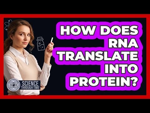 How Does RNA Translate Into Protein?