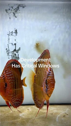 Development is biological. Most people measure sizeFew understand structure #discus #fish #breeding