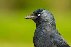 Jackdaw