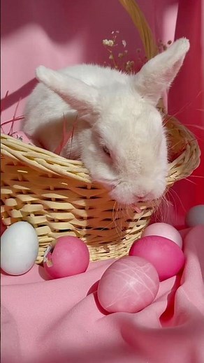 Why Do People Say Rabbit Rabbit For Luck?