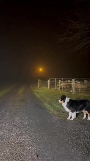 Dog Funney Crazy 🤪 🤣🐕#dogfunny #fyp #america #dogefypp #viral | The Wild Laughs