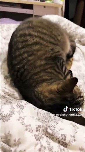 Bouncing Cat 😺#cat #tiktok