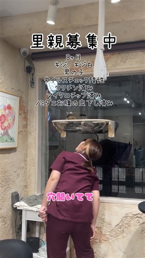 ANIMO｜トリミング・犬の幼稚園・ホテル | 里親募集中と嗅ぎたがり Dog salon ANIMO 東京都東村山市栄町2-28-12Rビル1F ☎︎042-306-2099 営業時間9:00〜18:00 不定休 #愛玩動物看護師 #愛玩動物看護師のいるトリミングサロン #久米川 #東村山 #所沢 #東大和... | Instagram