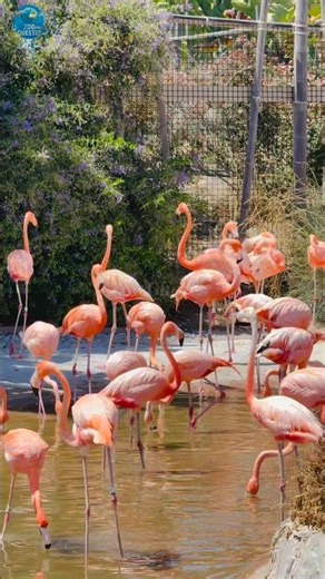 Flamingo Sounds 🥰