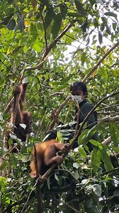 Nest-building is one of the most important skills taught in forest school. We got to peek in on Feruza and Otan as they had their lesson, which included observing the teacher, some independent attempts and a cuddle break for encouragement🌿🫶 | Save the Orangutan