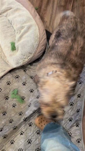 Meet Big Bertha — the life of the party wrapped in a lovable dog. She’s incredibly friendly with people and believes every human she meets is her new best friend. Bertha loves to have a good time, whether that’s playing, lounging, snacking, or just soaking up all the attention she can get. She’s joyful, goofy, and ready to bring a whole lot of happiness into someone’s home. Bertha is looking for either a foster or an adopter who can give her the love (and fun!) she deserves. ✨ Apply at knineresc