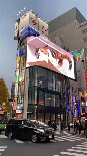 🇯🇵🐈🏯🛍️⛩️