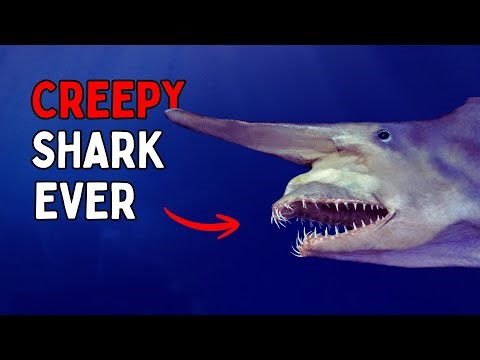 This Creepy Shark Still Exists