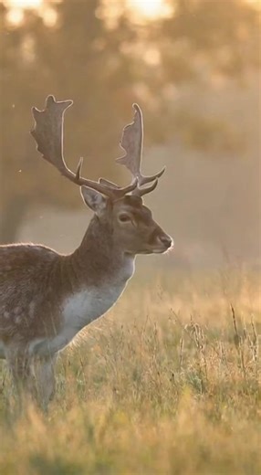 Sika deer #hunting #wildlife #fbreels2025ツ #fblifestyle | Tanaly Somala
