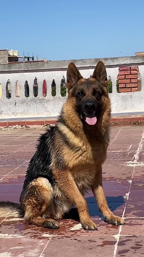 German Shepherd Training: Tips for Commands and Tricks