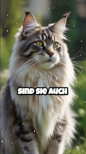 Die erstaunliche Maine Coon Katze: Alles was du wissen musst!