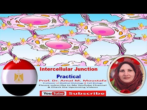 Practical Histology of intercellular Junction (Tight Junction, Desmosomes, Gap junction)
