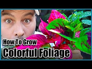How To Grow Coleus, Bloodleaf and Polkadot Plant - In Any Climate