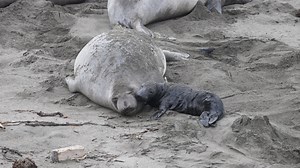 How do moms and pups communicate? Researchers at the Año Nuevo and Piedras Blancas rookeries have been collaborating to understand communication during the breeding season. They have found that elephant seal mothers can recognize their pup’s calls 2-3 days after birth! This is an important skill for these large mamas to keep track of their pups. In contrast, a new study has found that pups are not able to recognize their mother’s vocalizations in the first 2 weeks, putting all the responsibility