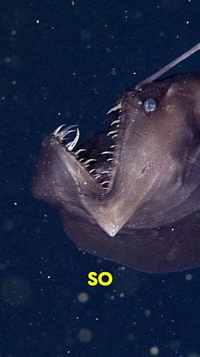 #devilfish #facts #viral