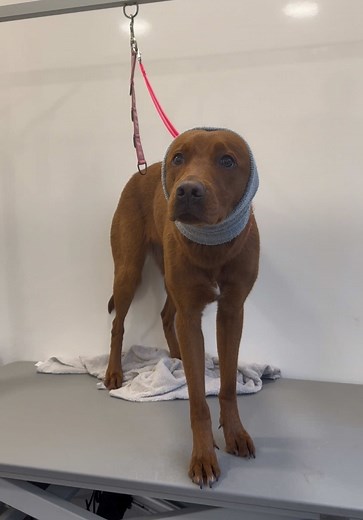 Grooming a Red Fox Labrador: Tips and Tricks
