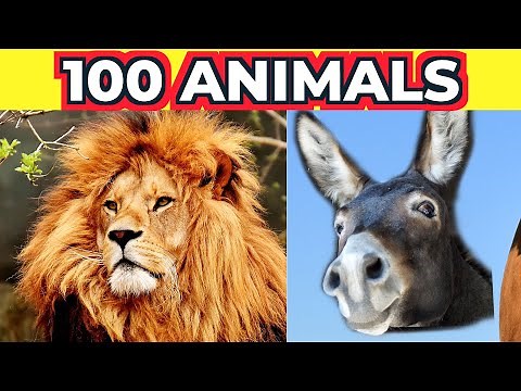 100 Animals Name In English With Sound And Pictures - Animal Vocabulary - Learn English