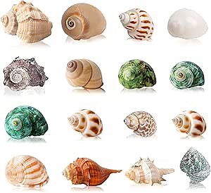 16PCS Hermit Crab Shells Medium Small | Sea Conch Size 1.1" - 2.4" | Medium Small Shells Set - Growth Turbo Seashells for Natural Hermit Crab Supplies, Conch Toy, Home Decor and Beach Decoration