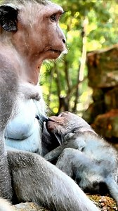 Jinx approached the young monkey Jester to play with him. They are ecstatic. #monkey #nature #animals #wildlife #adorablemonkey #funny #monkeymono | Monkey Mono | Facebook