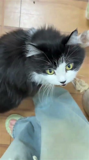 Cute Overweight Tiger Cub's Perfect Home Adventure