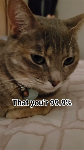 Tigger ❤️ Minnie ❤️ #cat #sillycat #jokes #dailiy #cute #pets