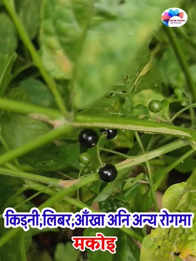 जब तपैको रोगफाई कुनै जडिबुटीले काम गर्दैन तब मकोइलाई सम्झनुहोस। | Hamro channel