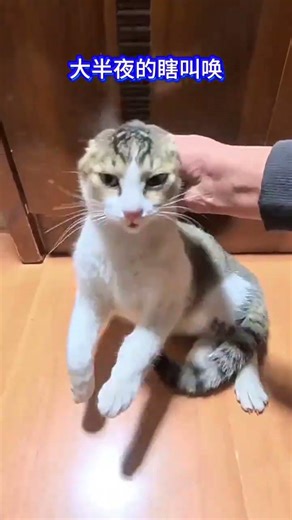 Just one piece when in heat, keeps the kitty calm and sweet! 🐱#QueCat #funny